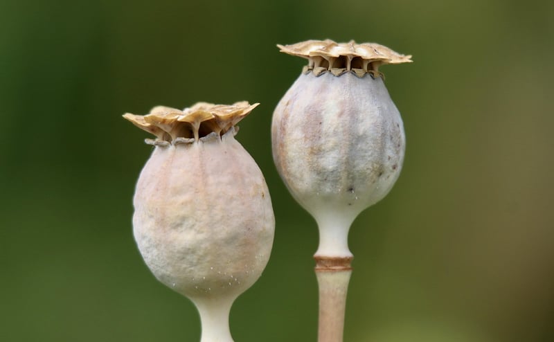 Seed Swap