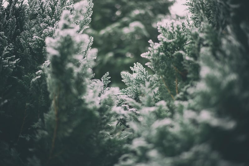Winter Plant Care